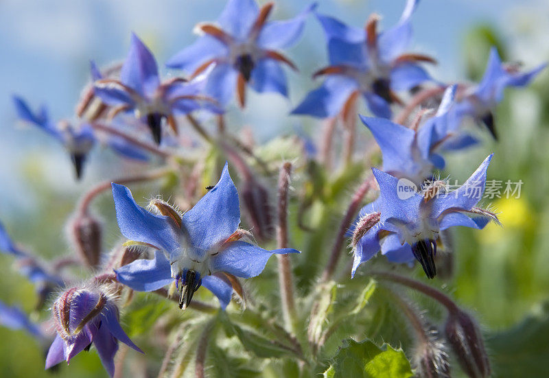 琉璃苣(Borago officinalis)